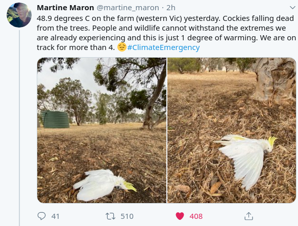 cockies.png