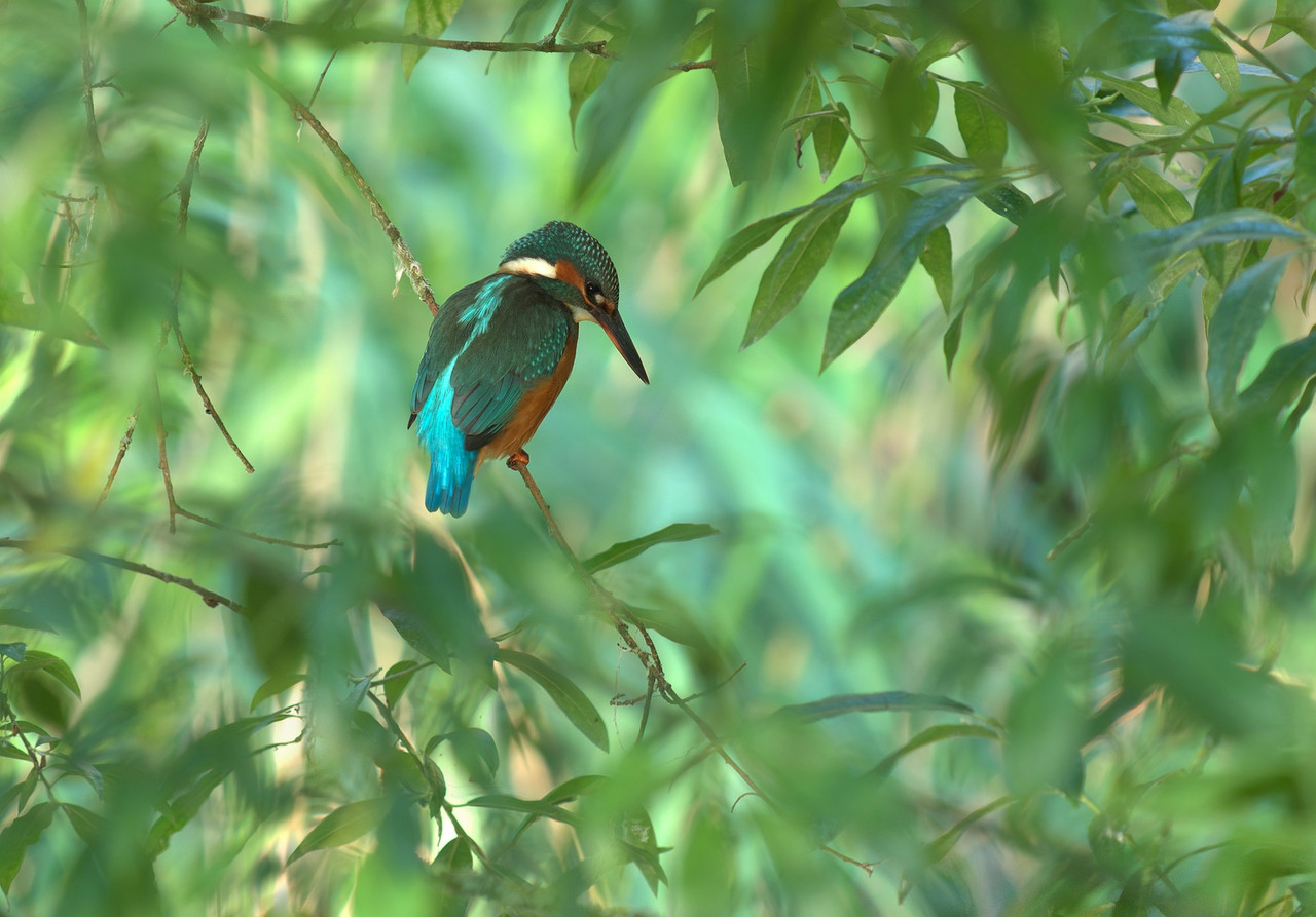 IJsvogel in Nederland.