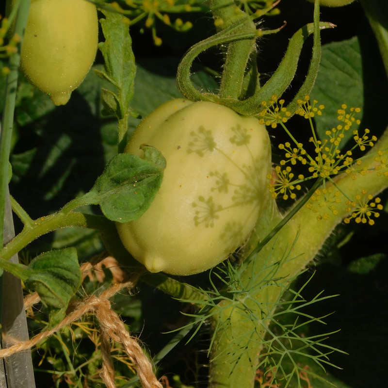 Дачно-Харлинский июнь-июль 2024 307