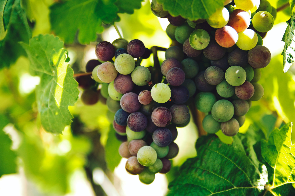 purple and green grapes