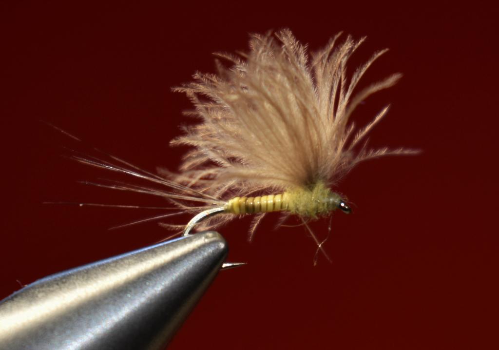 Jave Quill LDYH CDC Dun