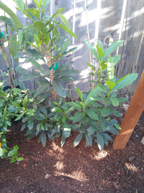 lucuma  14