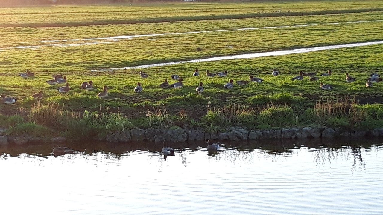 Dutch Countryside_10