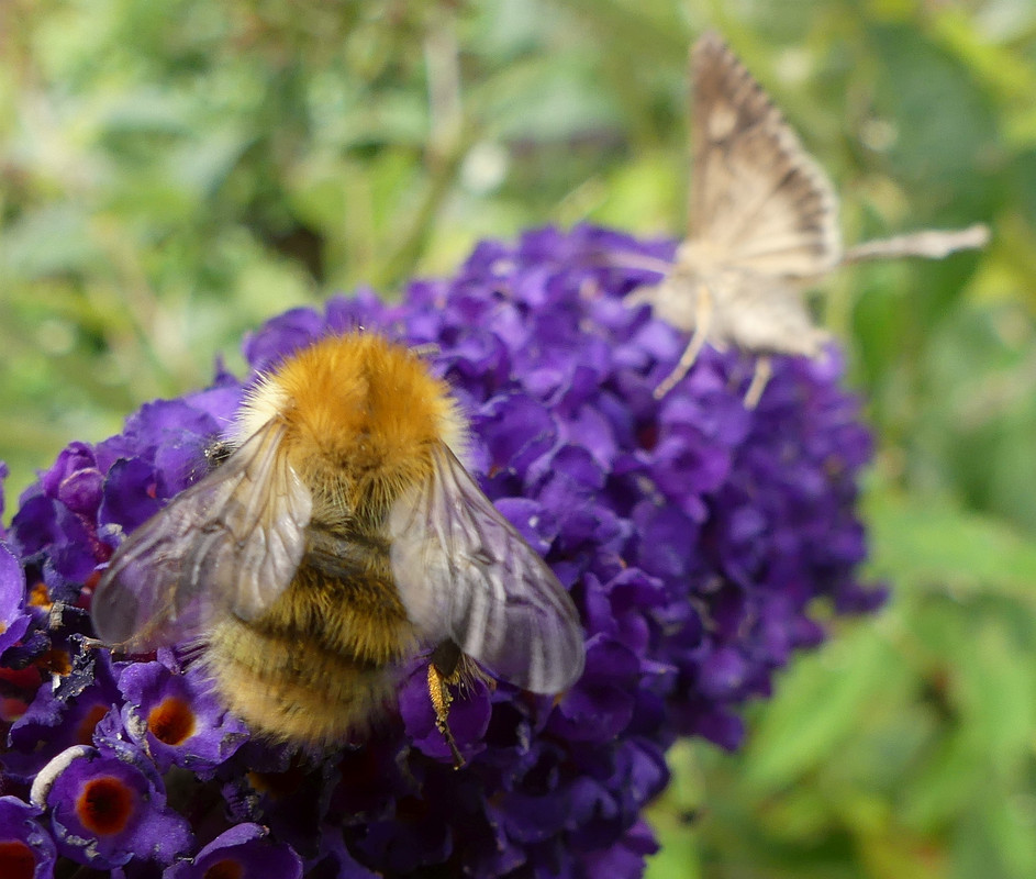 BEE 16 200824