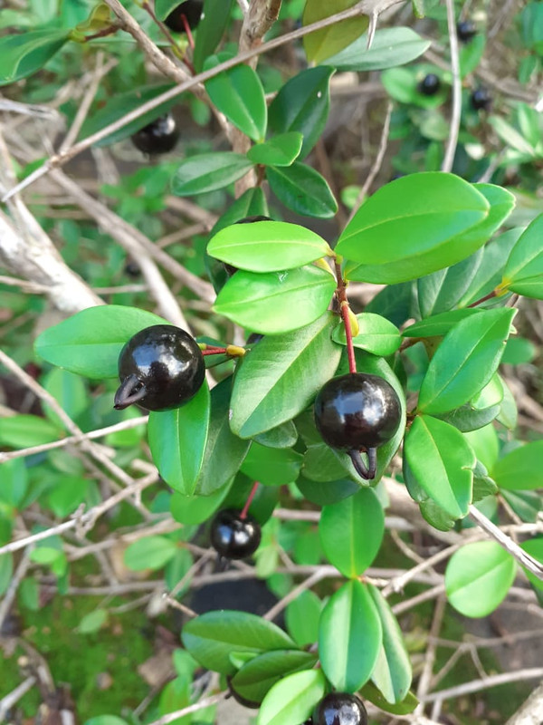 WhatsApp Image 2020-12-20 at 00.10.00 (20)