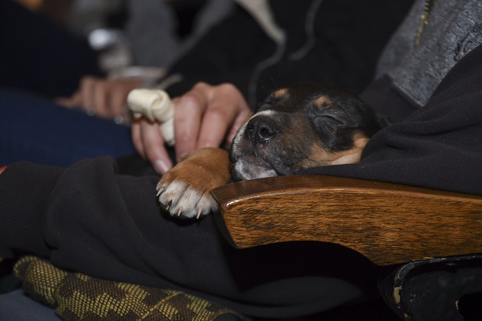 fotoperrito2