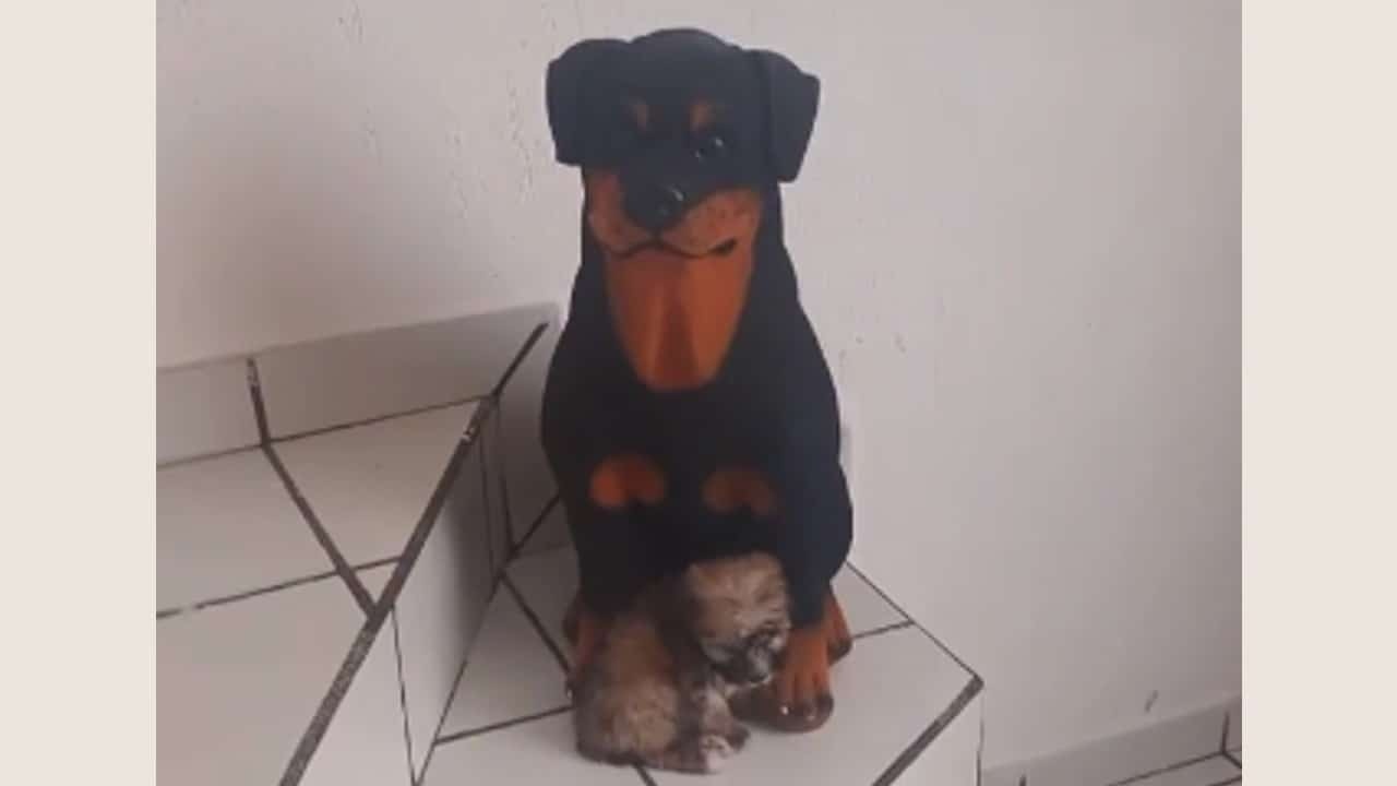 Perrito confunde alcancía con su mama y se hace viral en TikTok