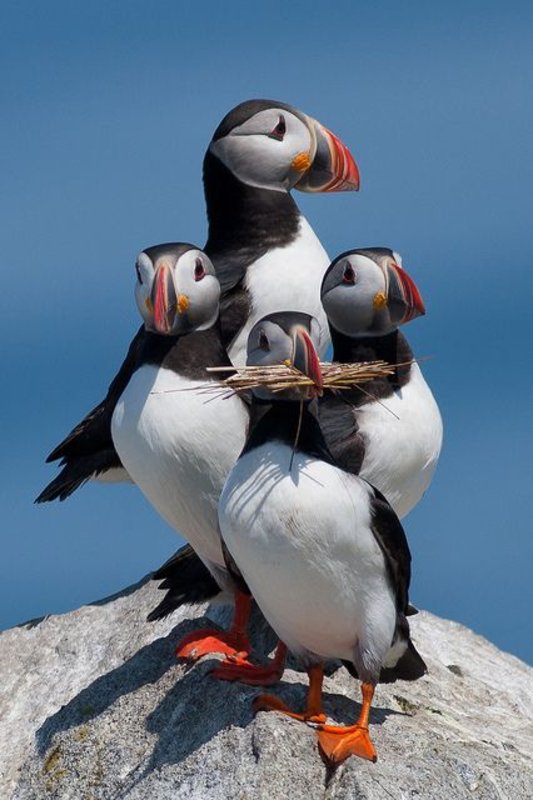 blacknwhitepuffins.jpg