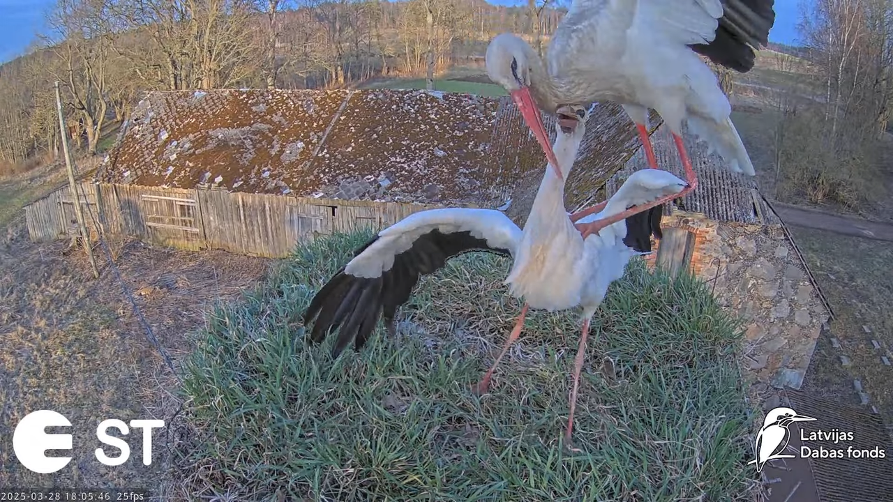 (16) Baltie stārķi (Ciconia ciconia) Tukuma novadā __ White storks in Tukums, Latvia - YouTube - 794