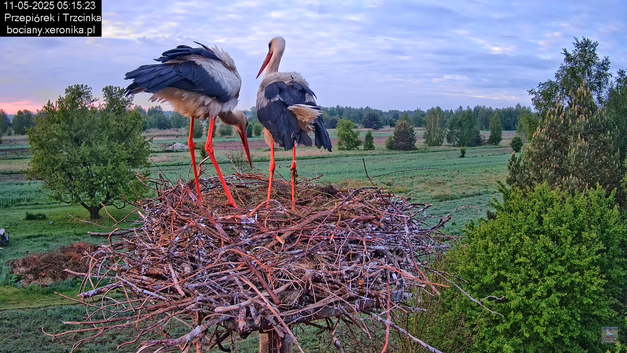 11052025bociany9