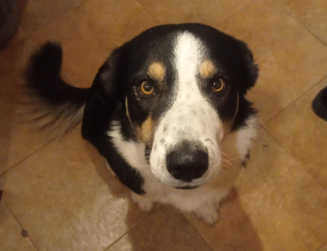 Bruce - Fenrir Espíritu Canino