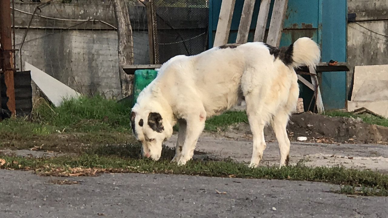 D5BB5264-448A-450E-AAF4-6982E2F2F693