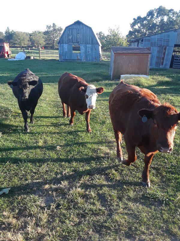 heifer yearling1