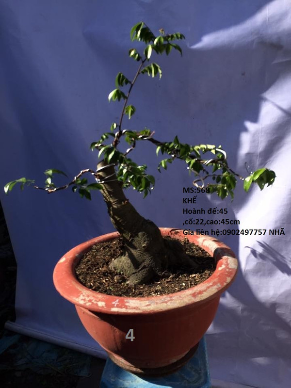 38276292_261922991303701_2930084147403685888_n