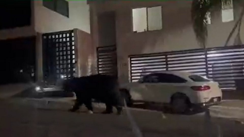 Oso gigante irrumpe en unidad habitacional, hace del baño y se va; 'paseo' queda en VIDEO