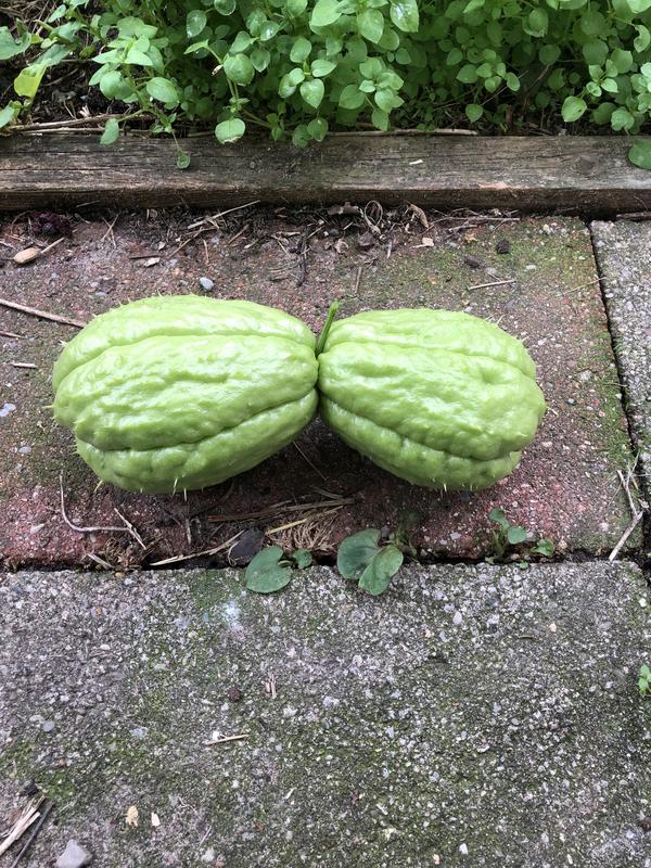 [Image: 6-DAA810-C-70-FE-4314-AE22-18-AAB2533-CA4.jpg]