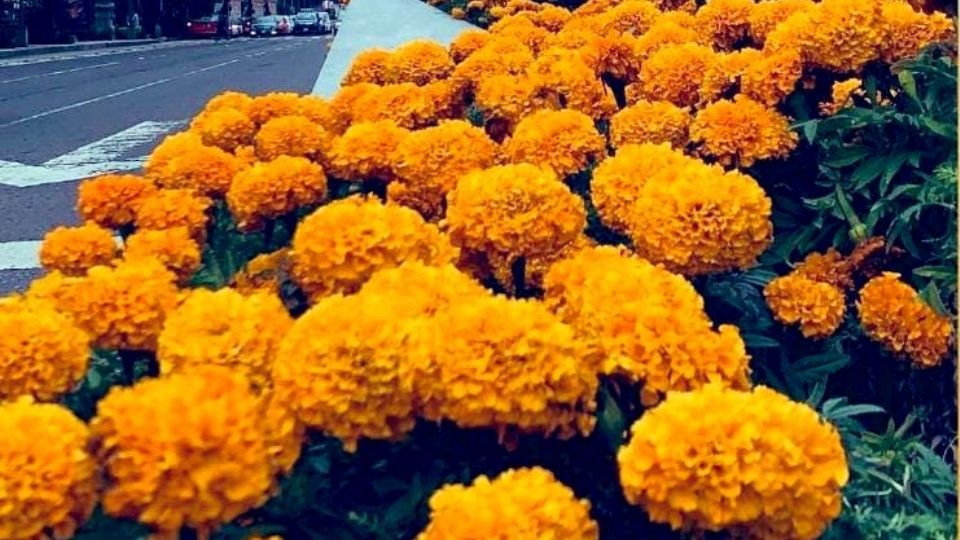 Día de Muertos: Paseo de la Reforma se pinta de naranja con flores de Cempasúchil