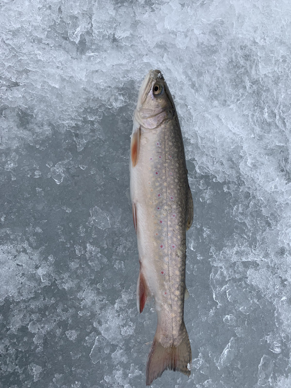 21E373C8-494F-4E6E-915C-1408F215C28A