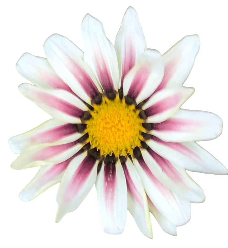 Gazania 2
