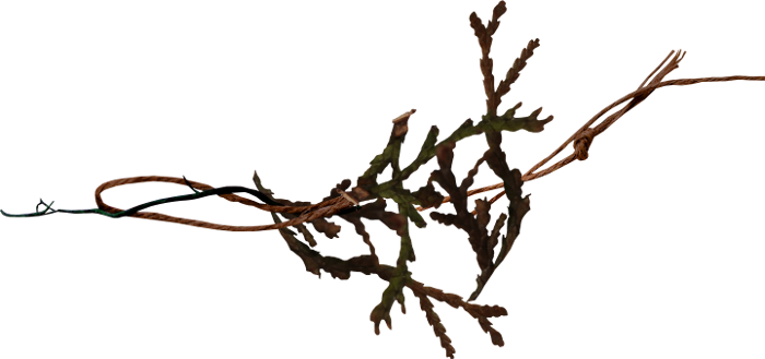 Autumn Witchery (135)