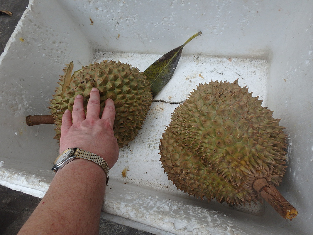 durian1
