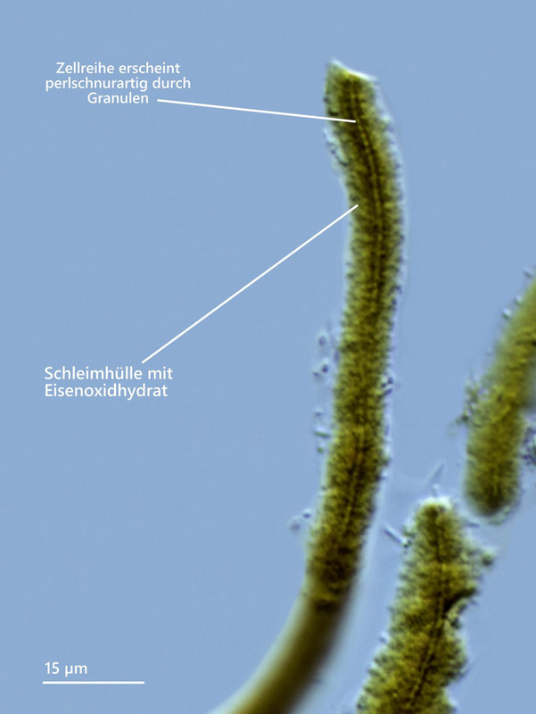 Bakterien 76 Leptothrix ochracea Ocker-Bakterium mit kolloidalen Eisenoxidhydrat-Hüllen DIK 100 Stac
