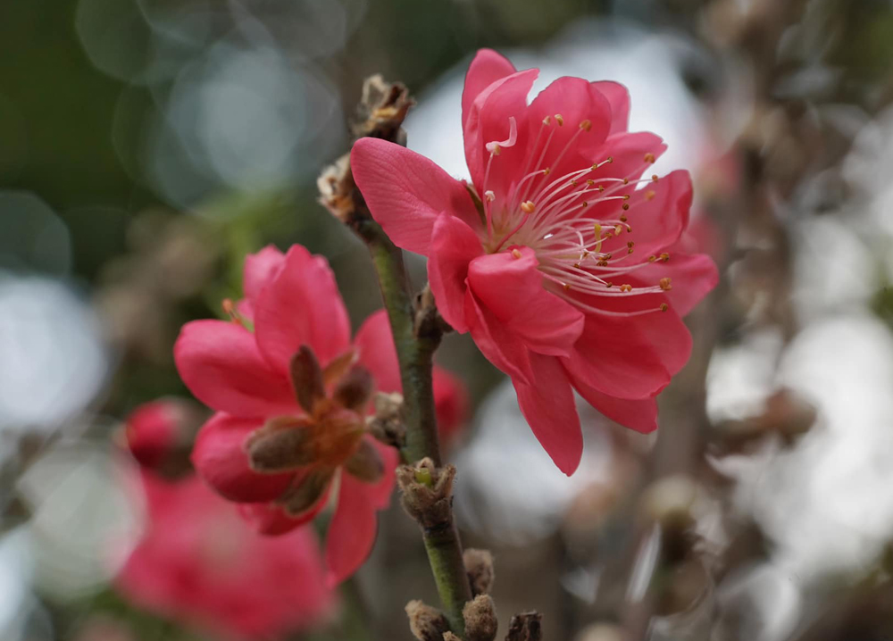 [Image: 420947560-2102638366769735-3248825738051607163-n.jpg]