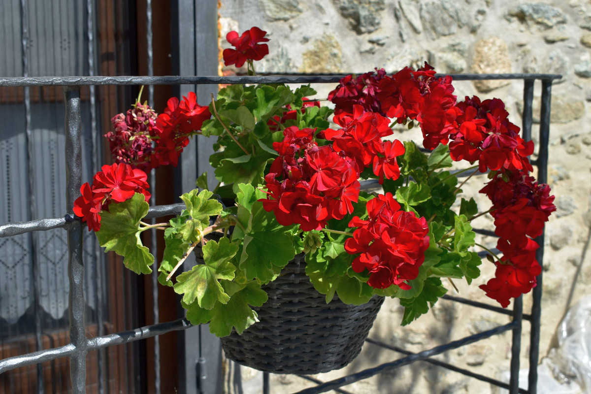 Άγιος Γερμανός (Πρέσπες) (77)