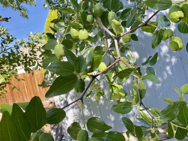 [Image: F4-A9-B2-F6-FA63-4842-A778-536030-EBB488.jpg]