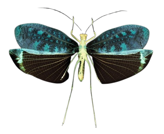 Lacewing