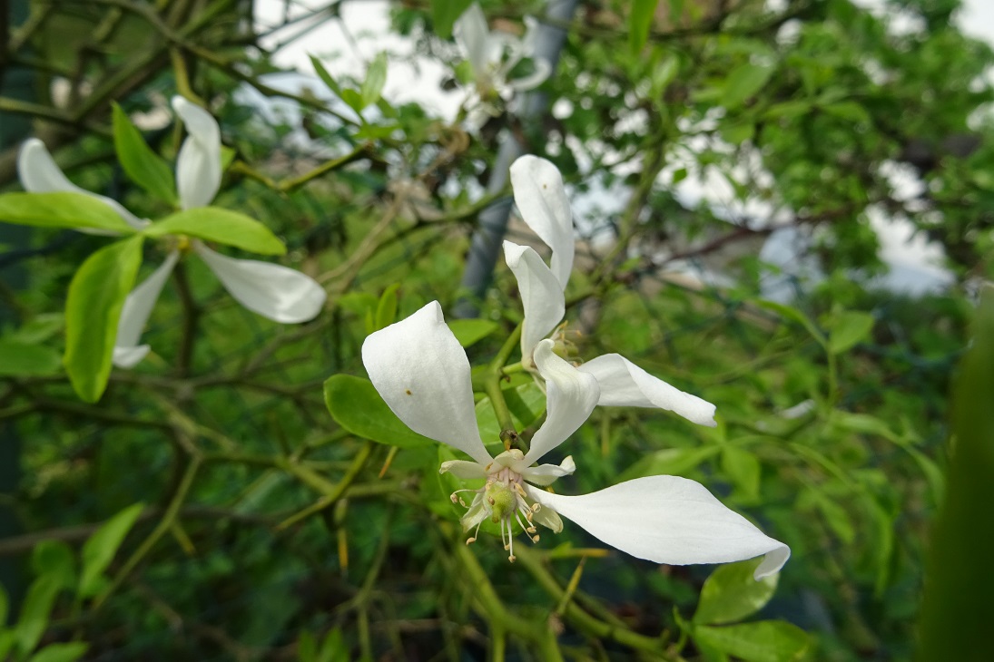 DSC00621