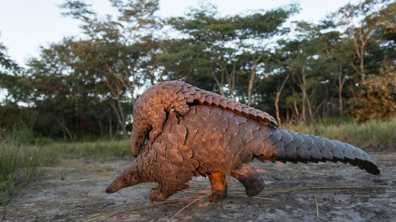 El pangolín se acerca a la extinción por su carne y sus codiciadas escamas