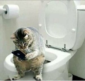 Cat-Texting-On-AToilet.jpg