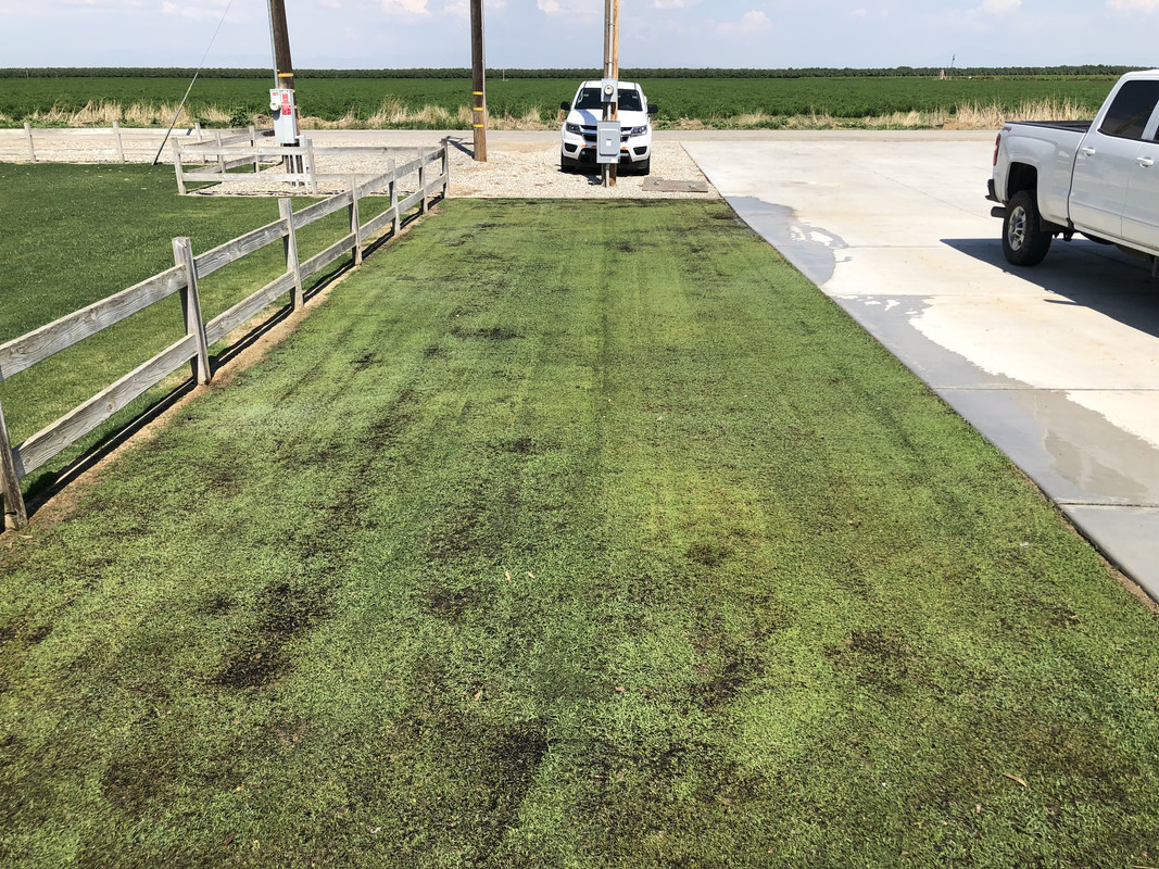 Blackjack Bermuda results Lawn Care Forum