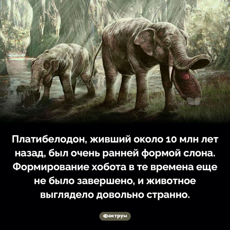 [Изображение: fad8a9d5cf299a88f505f7dbba857fdd.jpg]