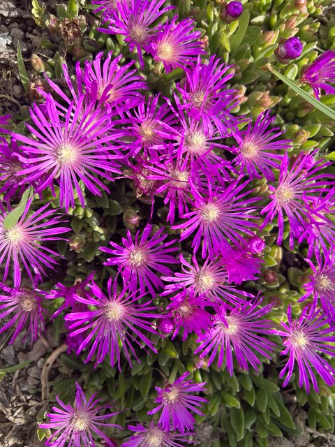 [Image: IMG-2316.jpg]