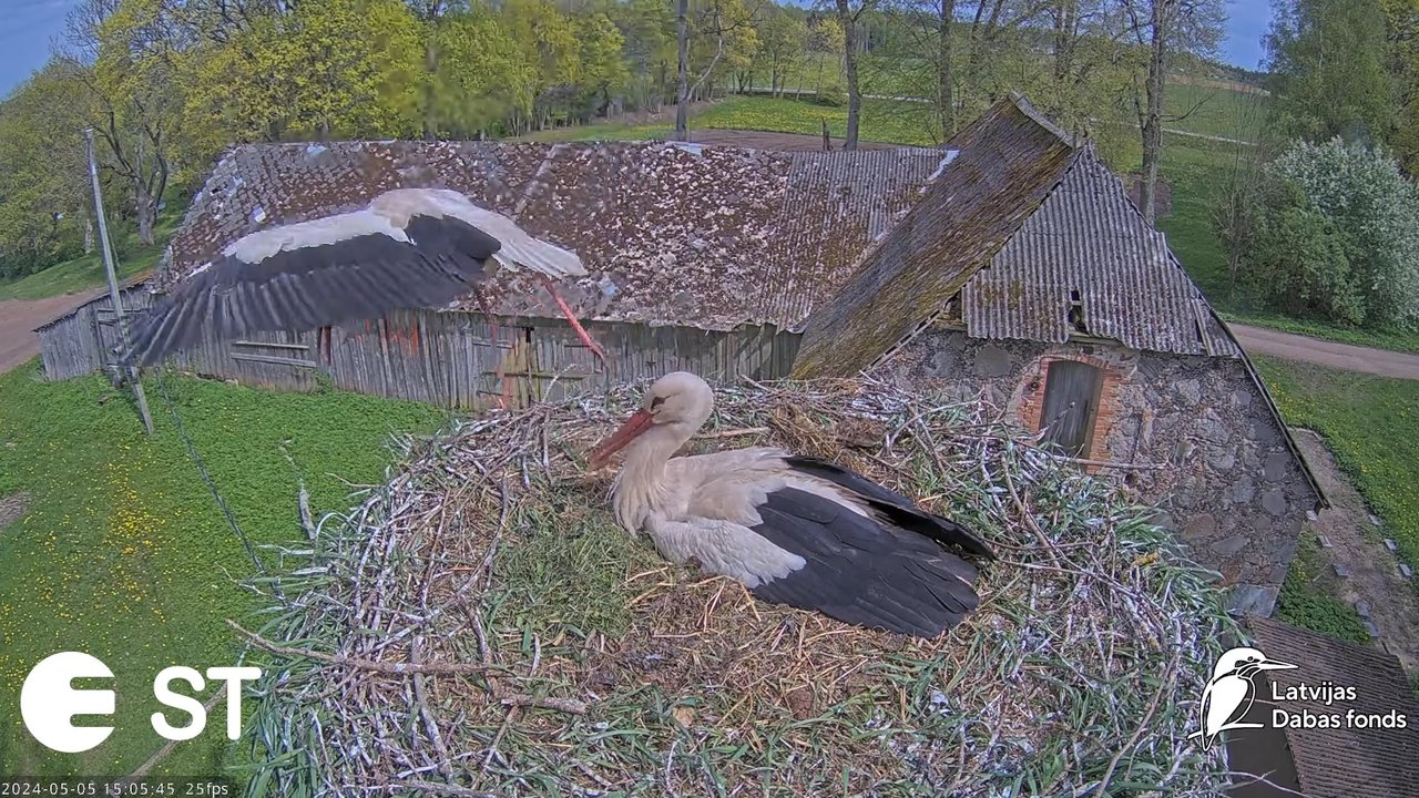 Baltie stārķi (Ciconia ciconia) Tukuma novadā - LDF tiešraide __ White storks in Tukums, Latvia 9-13