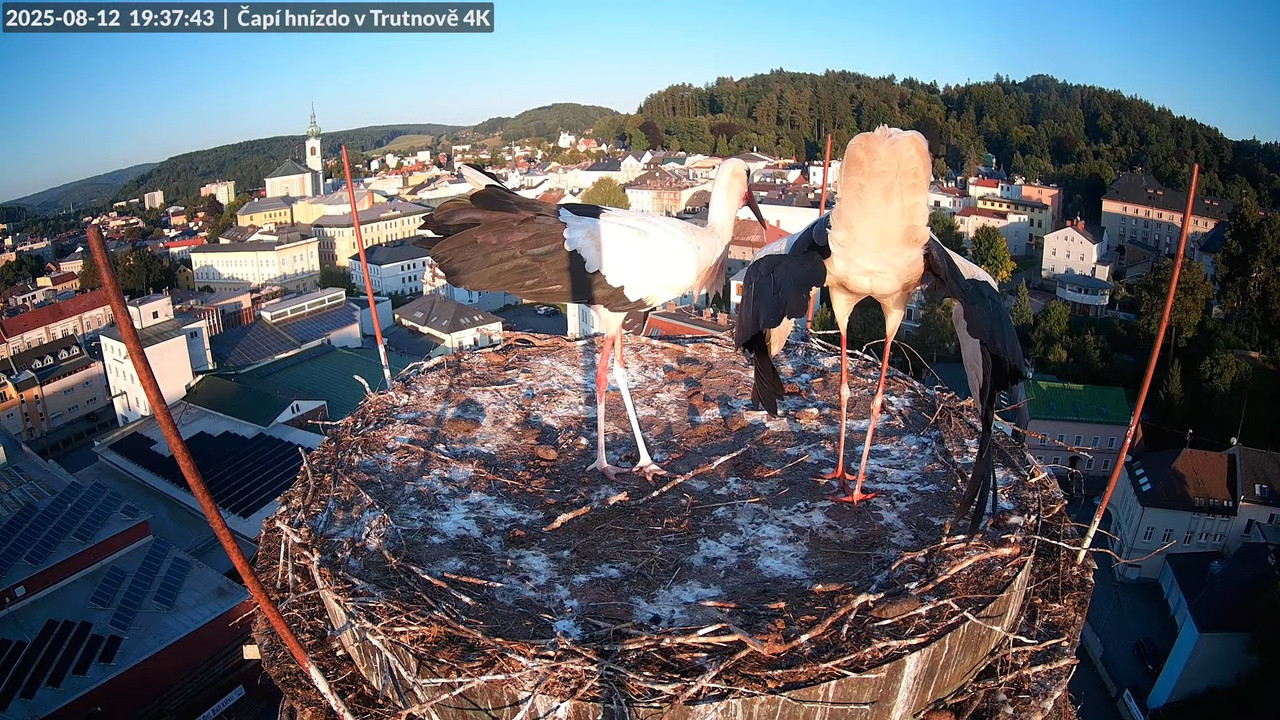 Tiešraide no stārķa ligzdas uz alus darītavas skursteņa Trutnovā 16-10-37 screenshot