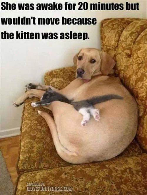 dogandkittnefccd2ac93a79d540fbaa48b1.jpg