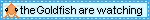 thegoldfishwatch