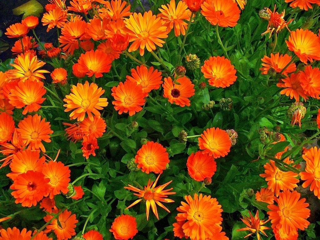 Пять красивых цветов для вашего сада