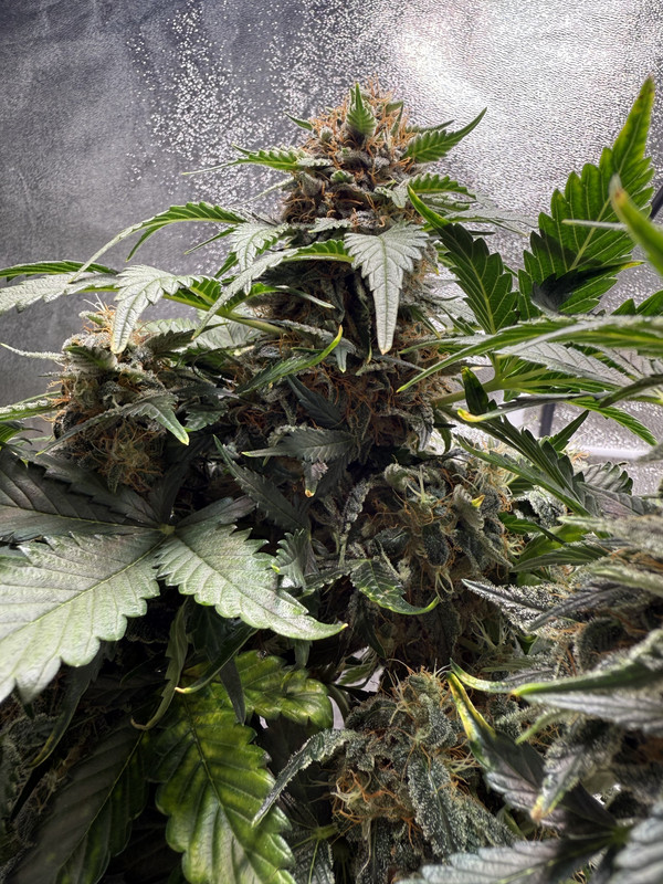 E1B88EDE-E2A7-415C-84C1-33F8EBC9F87A