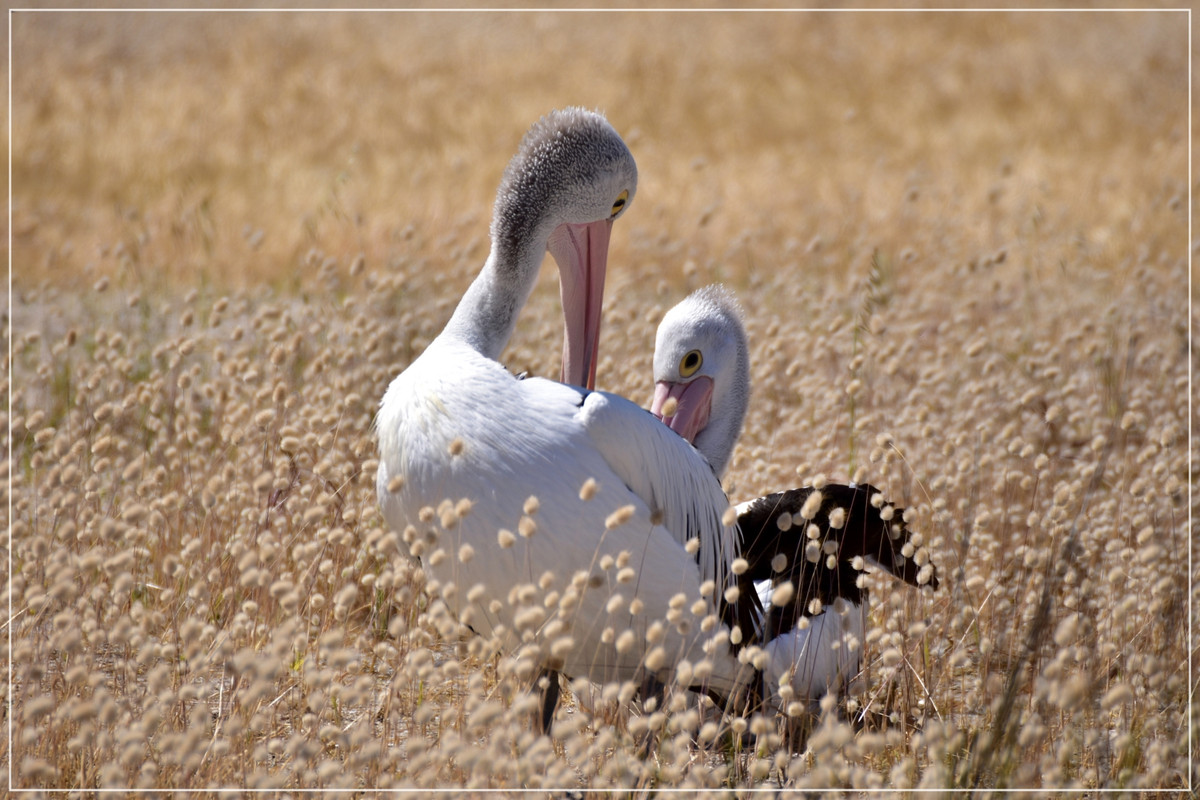 Australia (I): toma de contacto - Blogs de Australia - Kangaroo Island (82)