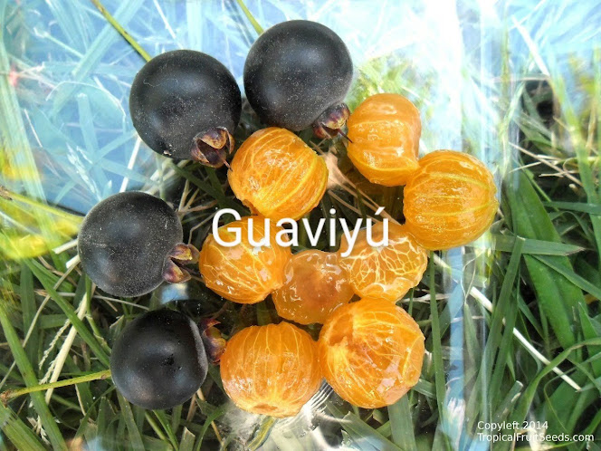 Guayaba, 1.3 kg / 2.8 lb