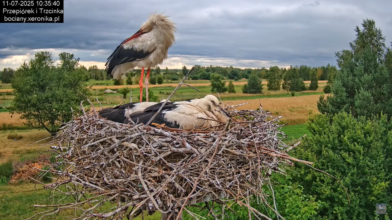 11072025bociany25
