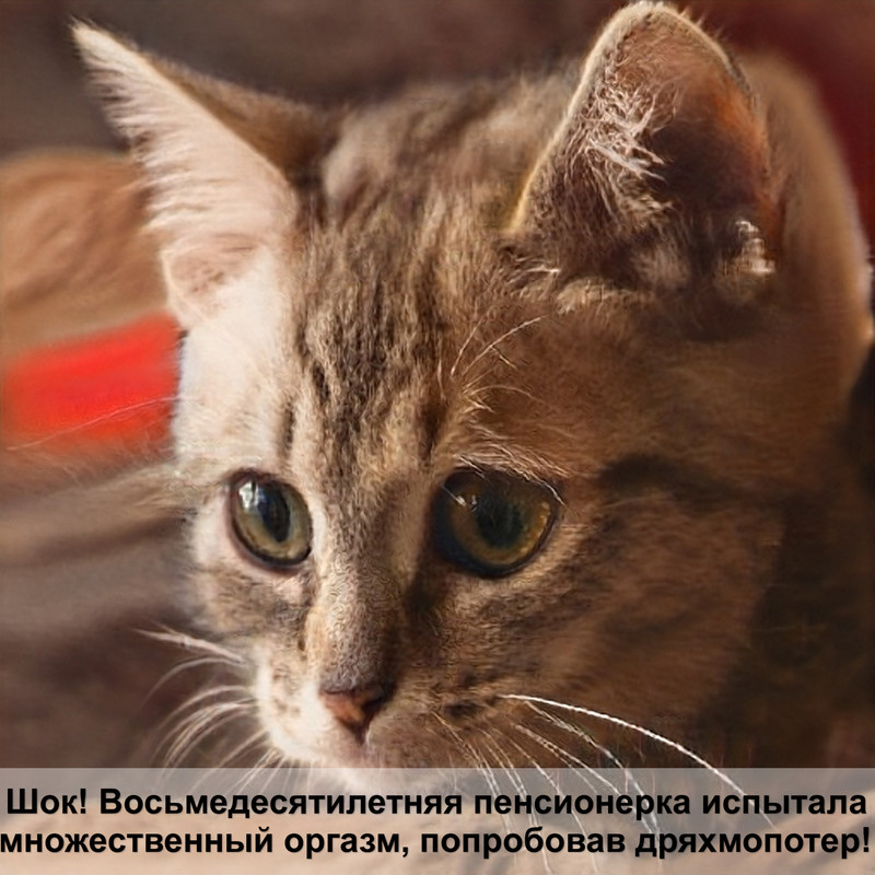 тайская кошка разновидности окраса