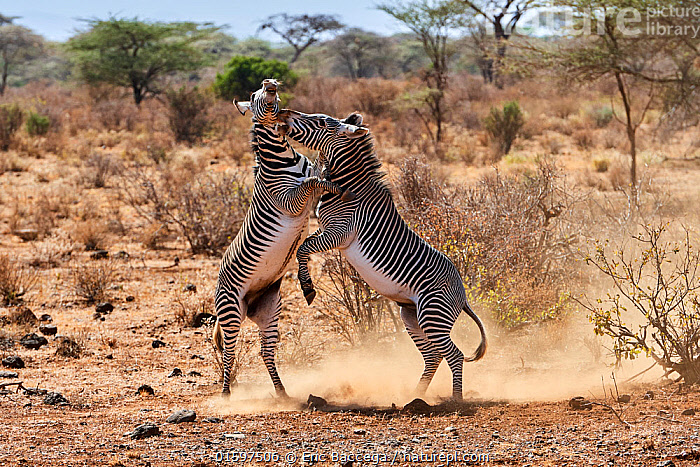 Grevy's zebra in Samburu National Reserve Kenya