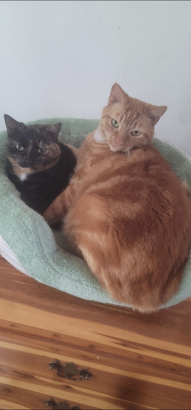 Screenshot 20260318 183533 Gallery