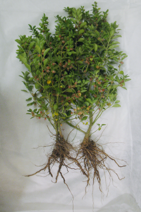 culture Ashwagandha Ashwagandha-plant-rec
