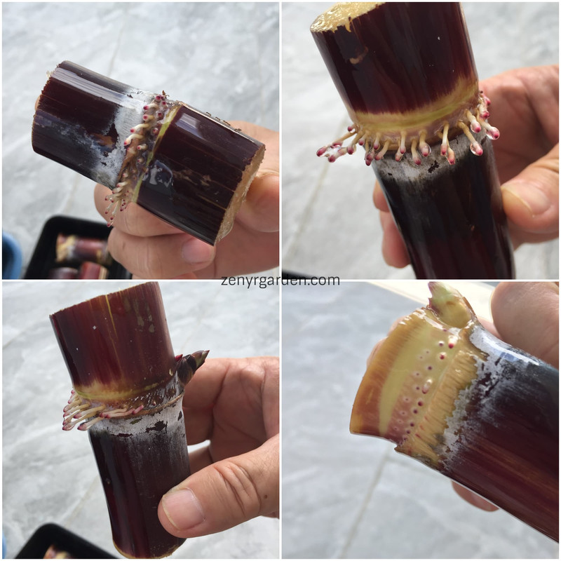 day-04-sugarcane-roots.jpg